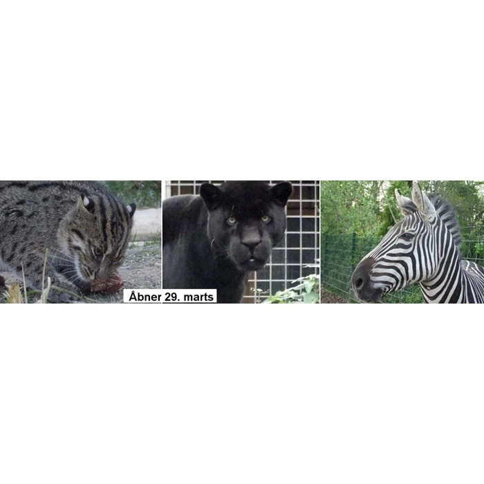 4 Årskort til Skærup Zoo. 2 voksne og 2 børn.